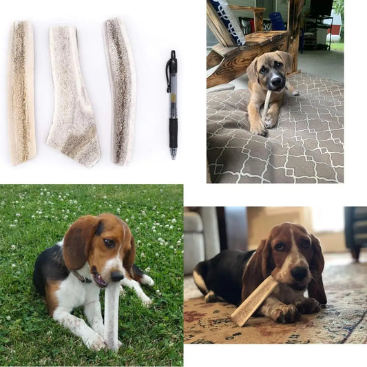 Elk Antlers Dog Chews Naturally Shed Grade B Organic Treats